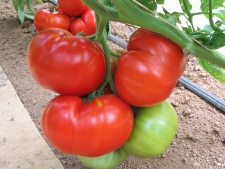 Greenhouse tomatoes