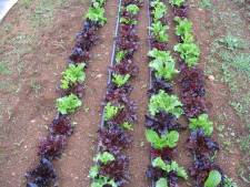 Lettuce growing in the field
