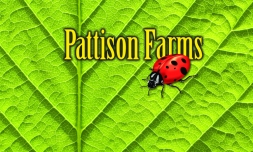 Pattison Farms